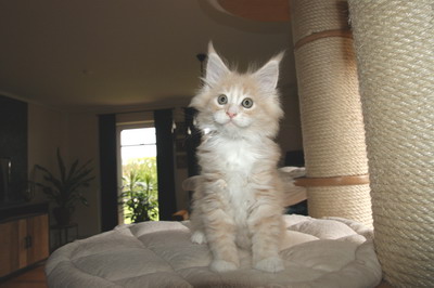 kielmoor_kitten_u_wurf_katze_creme_white_15.jpg