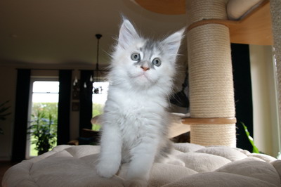 kielmoor_kitten_u_wurf_katze_tortie_11.jpg